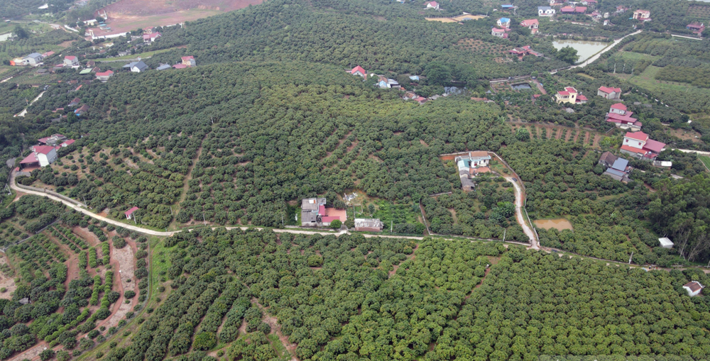 Xã Phúc Hoà (Tân Yên, Bắc Giang) đạt chuẩn nông thôn mới kiểu mẫu về phát triển kinh tế (09/12/2024)